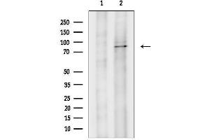anti-DEAD (Asp-Glu-Ala-Asp) Box Polypeptide 50 (DDX50) (C-Term) antibody