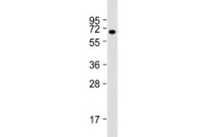 Western blot testing of human kidney lysate with BANP antibody at 1:2000. (BANP anticorps)
