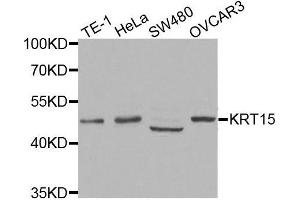Western blot analysis of extracts of various cell lines, using KRT15 antibody. (KRT15 anticorps)