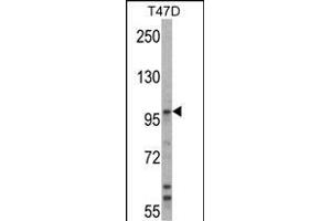 Western blot analysis of UBE3A Antibody (C-term) (ABIN388925 and ABIN2850432) in T47D cell line lysates (35 μg/lane).