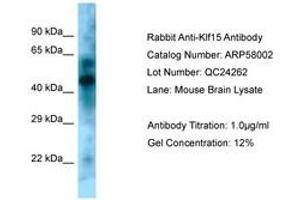 Image no. 1 for anti-Kruppel-Like Factor 15 (KLF15) (N-Term) antibody (ABIN6749944) (KLF15 anticorps  (N-Term))