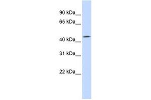 TMEFF1 antibody used at 1 ug/ml to detect target protein. (TMEFF1 anticorps  (Middle Region))