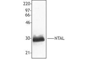 Image no. 1 for anti-Linker For Activation of T Cells Family, Member 2 (LAT2) (AA 91-244) antibody (ABIN205357)