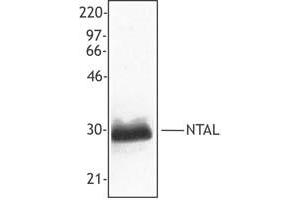 Image no. 1 for anti-Linker For Activation of T Cells Family, Member 2 (LAT2) (AA 91-244) antibody (ABIN205357) (LAT2 anticorps  (AA 91-244))