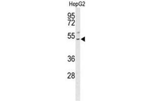 Western blot analysis of BLZF1 Antibody (Center) in HepG2 cell line lysates (35µg/lane). (BLZF1 anticorps  (Middle Region))
