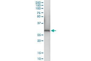 Immunoprecipitation of FHL5 transfected lysate using anti-FHL5 MaxPab rabbit polyclonal antibody and Protein A Magnetic Bead , and immunoblotted with FHL5 MaxPab mouse polyclonal antibody (B01) .