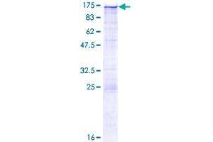 Image no. 1 for Calsyntenin 1 (CLSTN1) (AA 1-971) protein (GST tag) (ABIN1349745)