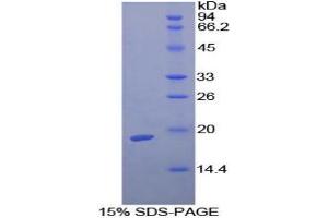SDS-PAGE analysis of Guinea Pig TGFb1 Protein. (TGFB1 Protéine)