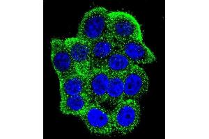 Confocal immunofluorescent analysis of Hamartin (TSC1) Antibody (Center) (ABIN652207 and ABIN2840760) with Hela cell followed by Alexa Fluor 488-conjugated goat anti-rabbit lgG (green).