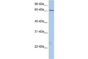 WB Suggested Anti-KIAA0020 Antibody Titration:  0. (KIAA0020 anticorps  (N-Term))