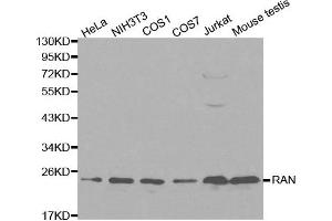 Western blot analysis of extracts of various cell lines, using RAN antibody. (RAN anticorps  (AA 1-216))