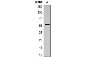 Western blot analysis of SMAD3 (pT179) expression in HeLa (A) whole cell lysates.