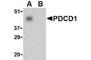 Western Blotting (WB) image for anti-Programmed Cell Death 1 (PDCD1) (C-Term) antibody (ABIN2479657) (PD-1 anticorps  (C-Term))