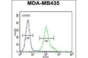 ZN Antibody (N-term) (ABIN655412 and ABIN2844957) flow cytometric analysis of MDA-M cells (right histogram) compared to a negative control cell (left histogram). (ZNF605 anticorps  (N-Term))