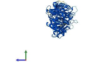 AlphaFold protein structure predicition of Human Recombinant PADI3 Protein, UniprotID Q9ULW8
