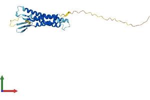 AlphaFold protein structure predicition of Human Recombinant CLDN19 Protein, UniprotID Q8N6F1