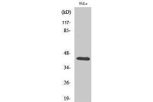 Western Blotting (WB) image for anti-cAMP Responsive Element Binding Protein 1 (CREB1) (Ser257) antibody (ABIN3184076) (CREB1 anticorps  (Ser257))