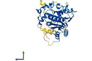 AlphaFold protein structure predicition of Mouse Recombinant Atg4b Protein, UniprotID Q8BGE6