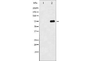 Western blot analysis of Tau phosphorylation expression in 293 whole cell lysates,The lane on the left is treated with the antigen-specific peptide.