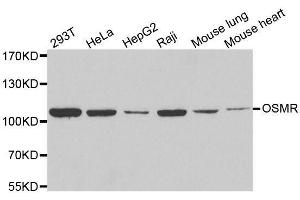 Western blot analysis of extracts of various cell lines, using OSMR antibody. (Oncostatin M Receptor anticorps  (AA 30-330))
