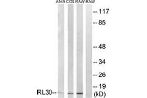 Western Blotting (WB) image for anti-Ribosomal Protein L30 (RPL30) (AA 66-115) antibody (ABIN2890076) (RPL30 anticorps  (AA 66-115))