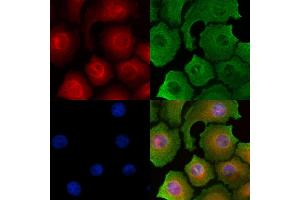 ABIN6262602 and ABIN6278905 staining HepG2 cells by IF/ICC. (INSL5 anticorps  (Internal Region))