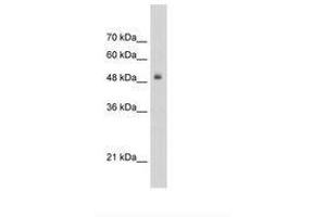 Image no. 1 for anti-Transcription Factor 3 (E2A Immunoglobulin Enhancer Binding Factors E12/E47) (TCF3) (AA 505-554) antibody (ABIN203333)