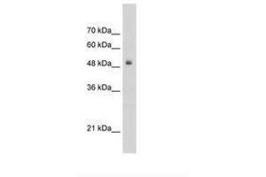 Image no. 1 for anti-Transcription Factor 3 (E2A Immunoglobulin Enhancer Binding Factors E12/E47) (TCF3) (AA 505-554) antibody (ABIN203333) (TCF3 anticorps  (AA 505-554))