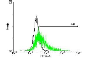 FACS analysis of negative control 293 cells (Black) and GPR50 expressing 293 cells (Green) using GPR50 purified MaxPab mouse polyclonal antibody.