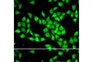 Immunofluorescence analysis of HeLa cells using PCMT1 Polyclonal Antibody (PCMT1 anticorps)