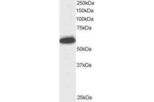 Western Blotting (WB) image for anti-Nucleoporin 50kDa (NUP50) (C-Term) antibody (ABIN2466027) (NUP50 anticorps  (C-Term))