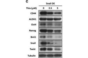 Thiostrepton suppresses tumor sphere- and colony-formation potentials of HCT-15 and HT-29 cells as well as the expression of factors involved in stemness maintenance.
