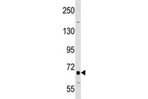 DR6 antibody western blot analysis in A549 lysate. (TNFRSF21 anticorps  (AA 356-385))