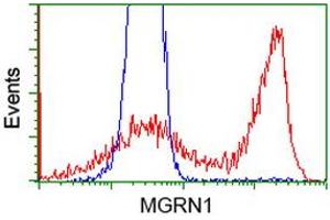 HEK293T cells transfected with either RC208284 overexpress plasmid (Red) or empty vector control plasmid (Blue) were immunostained by anti-MGRN1 antibody (ABIN2454425), and then analyzed by flow cytometry. (Mahogunin RING Finger Protein 1 anticorps)