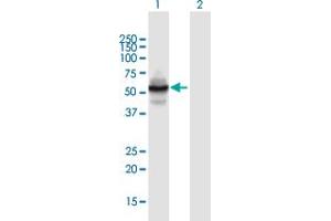 Western Blot analysis of ZNF492 expression in transfected 293T cell line by ZNF492 MaxPab polyclonal antibody.