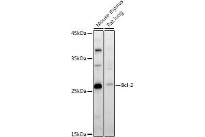 Western blot analysis of extracts of various cell lines, using Bcl-2 antibody (ABIN7265813) at 1:1000 dilution. (Bcl-2 anticorps  (AA 1-100))