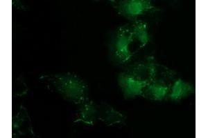 Anti-PDLIM2 mouse monoclonal antibody (ABIN2454459) immunofluorescent staining of COS7 cells transiently transfected by pCMV6-ENTRY PDLIM2 (RC210022). (PDLIM2 anticorps)