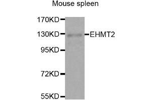 Western Blotting (WB) image for anti-Ankyrin Repeat-Containing Protein (EHMT2) (AA 877-1176) antibody (ABIN3021841) (EHMT2 anticorps  (AA 877-1176))