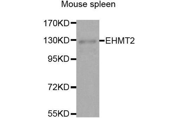 EHMT2 Antikörper  (AA 877-1176)