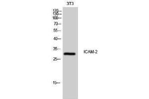 Western Blotting (WB) image for anti-Intercellular Adhesion Molecule 2 (ICAM2) (Internal Region) antibody (ABIN3185122) (ICAM2 anticorps  (Internal Region))