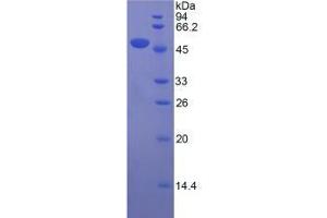 SDS-PAGE analysis of Mouse Apolipoprotein D Protein. (Apolipoprotein D Protein (APOD))