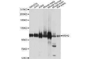 Western blot analysis of extracts of various cell lines, using MSH2 antibody. (MSH2 anticorps)