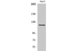 Western Blotting (WB) image for anti-Neuropilin 1 (NRP1) (Internal Region) antibody (ABIN3176301) (Neuropilin 1 anticorps  (Internal Region))