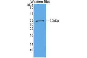 Western Blot; Sample: Recombinant BDNF, Porcine. (MMP23A anticorps)