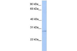 WB Suggested Anti-ORAI2 Antibody Titration:  0. (ORAI2 anticorps  (Middle Region))