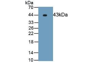 Detection of Recombinant ERK2, Human using Polyclonal Antibody to Extracellular Signal Regulated Kinase 2 (ERK2) (ERK2 anticorps  (AA 104-342))