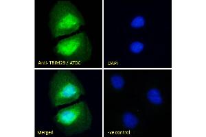 ABIN571104 Immunofluorescence analysis of paraformaldehyde fixed U2OS cells, permeabilized with 0.