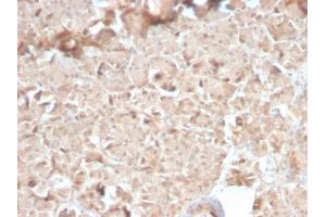Formalin-fixed, paraffin-embedded human Pancreas stained with CELA3B Rabbit Recombinant Monoclonal Antibody (CELA3B/2810R).