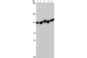 Western Blotting (WB) image for anti-Heat Shock Protein 90kDa alpha (Cytosolic), Class A Member 2 (HSP90AA2) antibody (ABIN2427484) (HSP90AA2 anticorps)