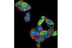 Confocal immunofluorescent analysis of CAF-1 Antibody (N-term)(Cat#AP50712PU-N) with HepG2 cell followed by Alexa Fluor 488-conjugated goat anti-rabbit lgG (green). (CNOT7 anticorps  (N-Term))